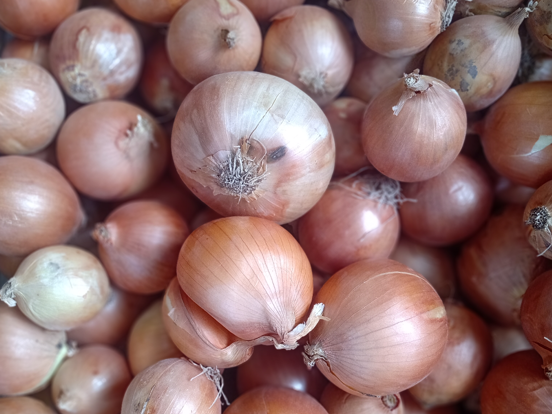 Cebolla 🧅