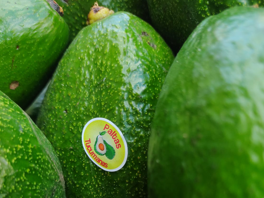 Palta x mayor Comercios