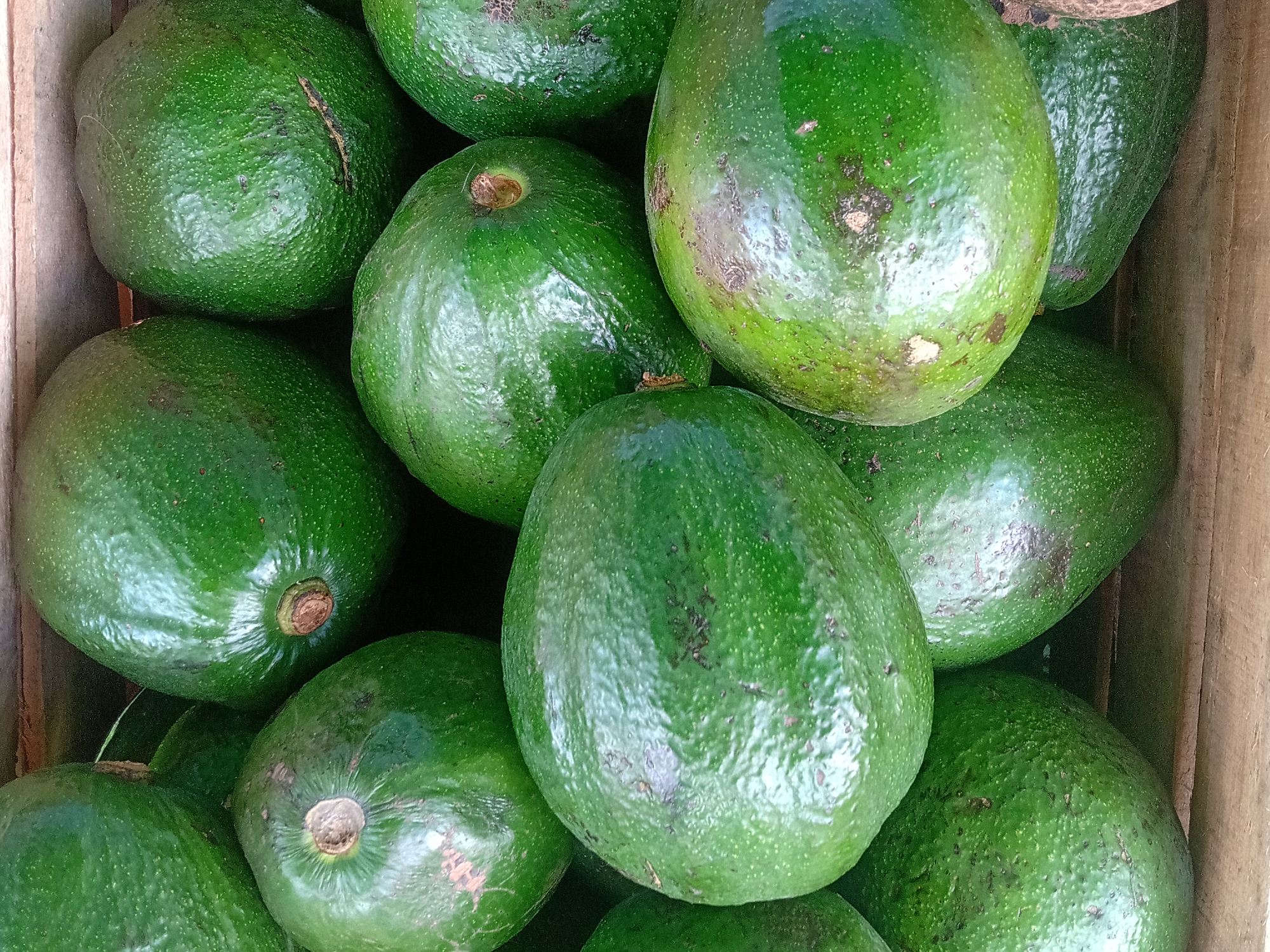 Palta Criolla Tucumana