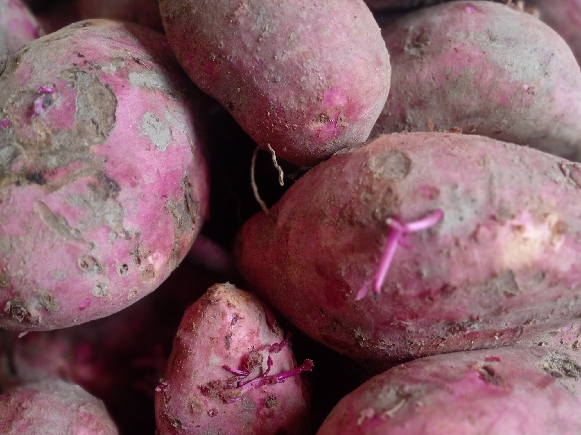 Batata 🍠
