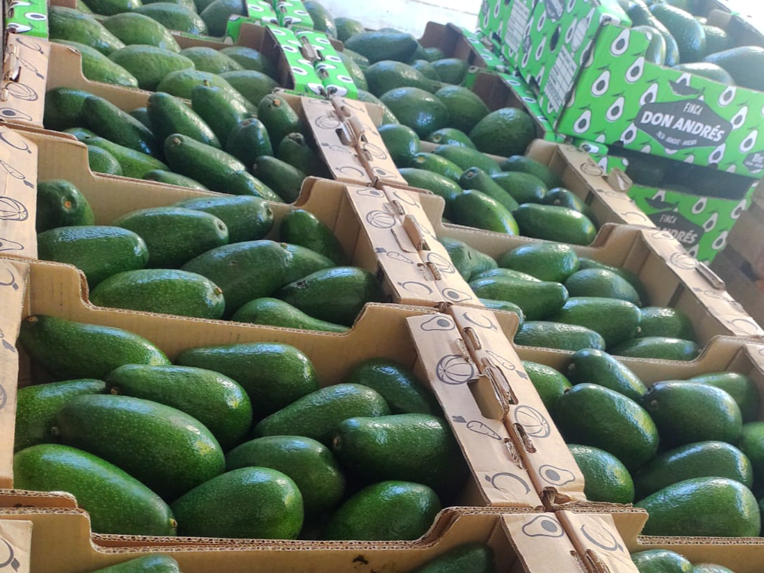 Palta Ettinger