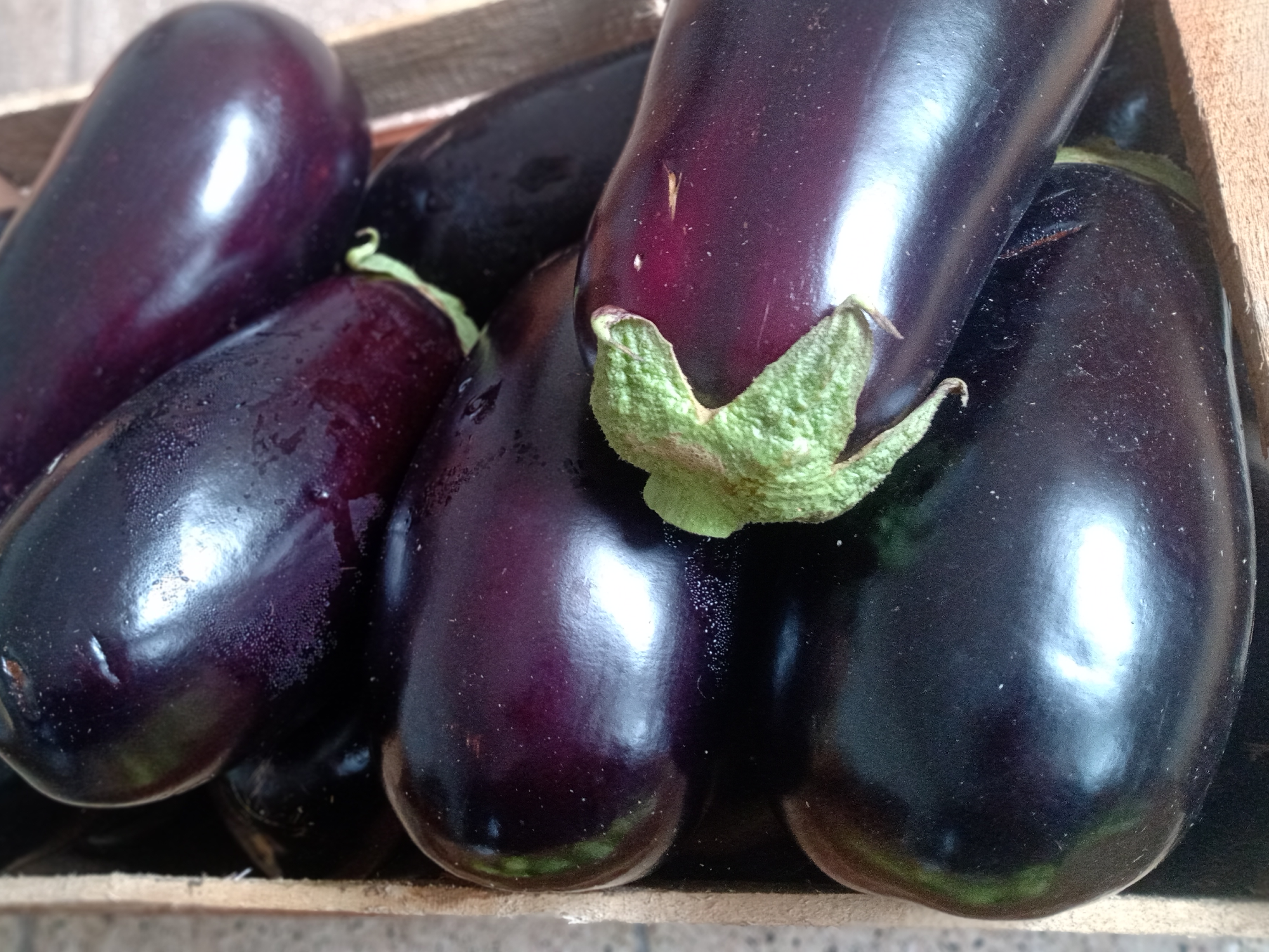 Berenjena 🍆