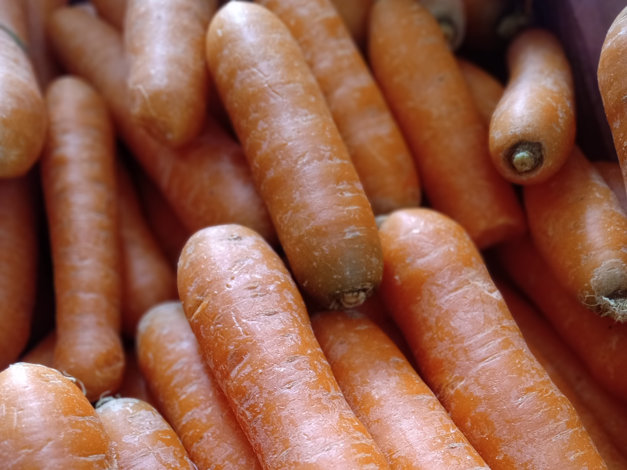 Zanahoria Selección 🥕