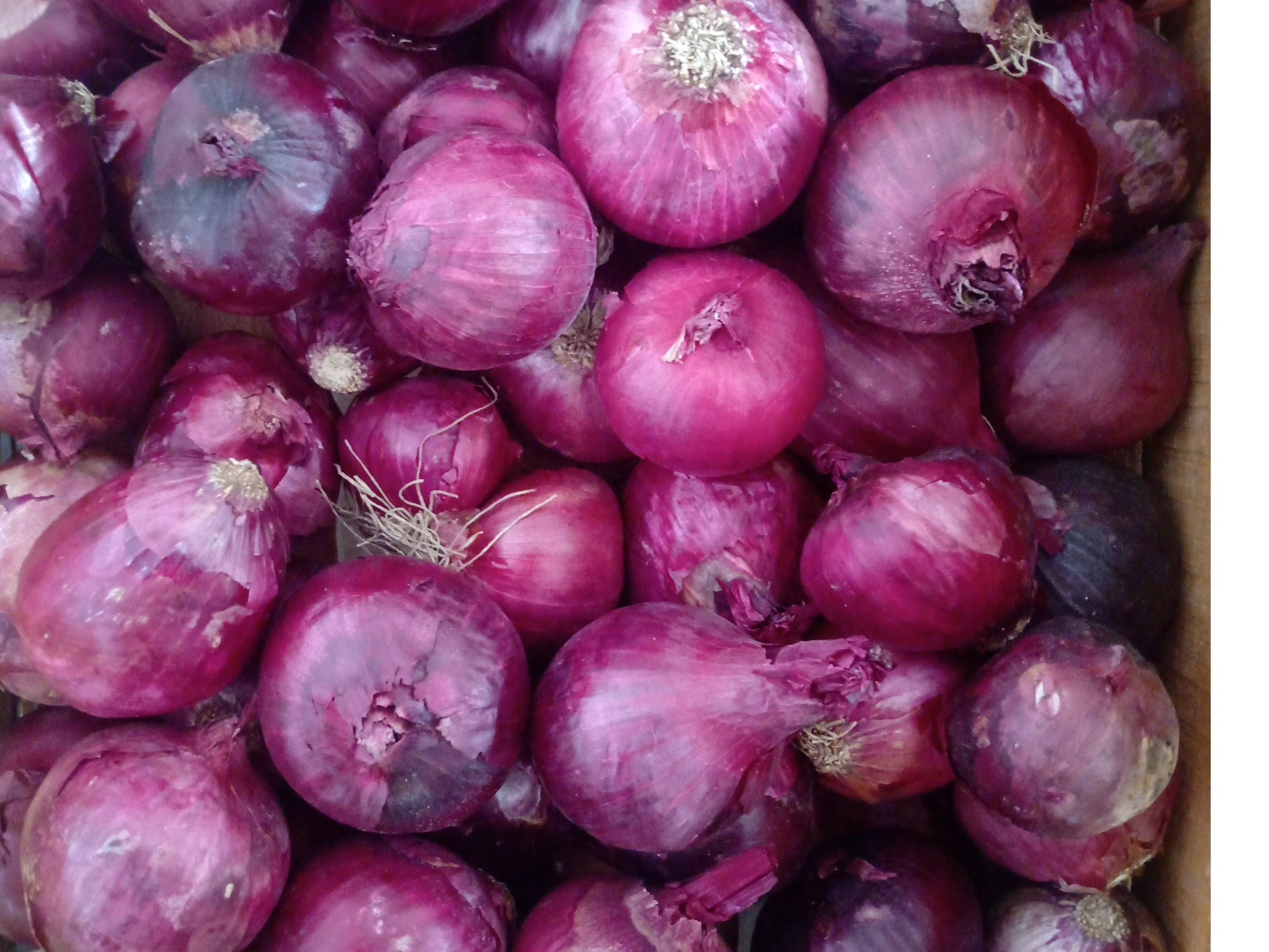 Cebolla Morada 🧅