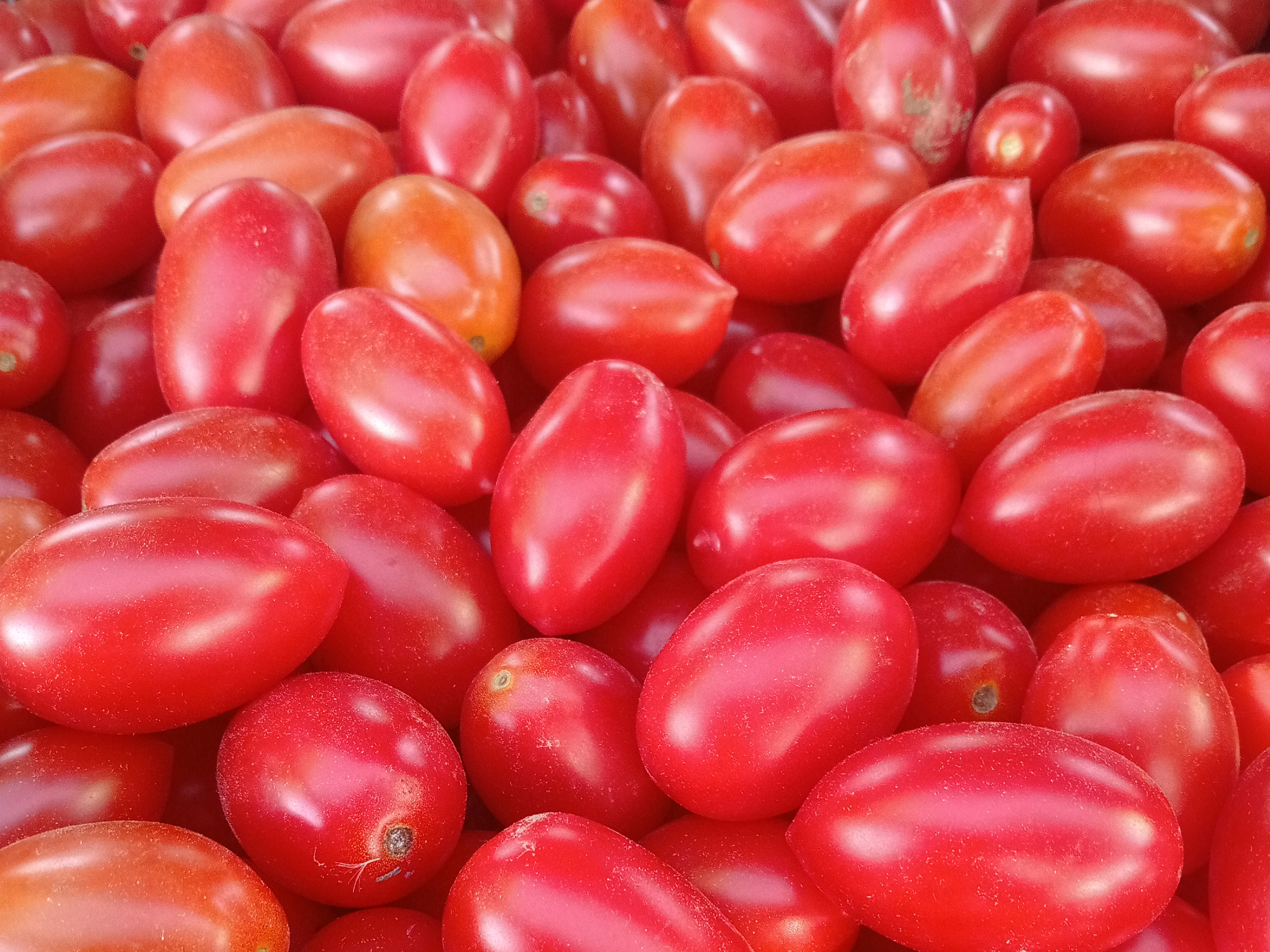 Tomate Cherry 🍅