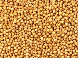 Mostaza en grano 1 kilo