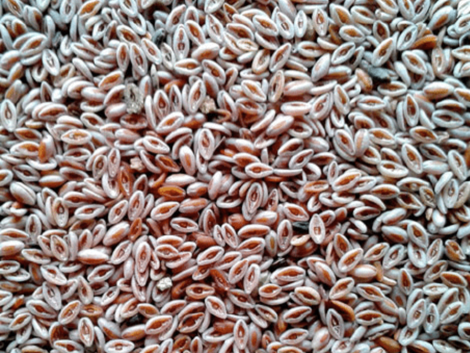 Semilla psyllium
