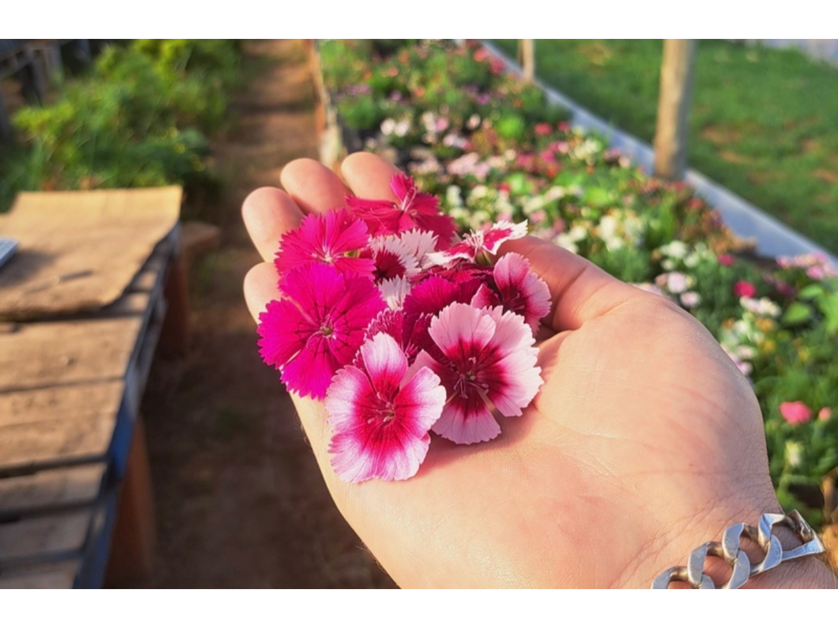 Mini clavelinas