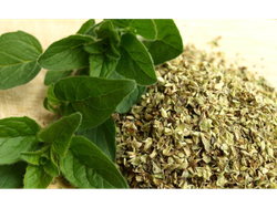 Oregano