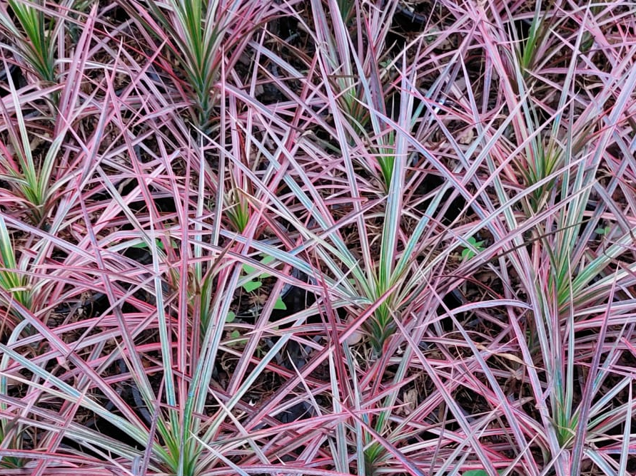 Dracaena marginata Colorama - Drácena Colorama