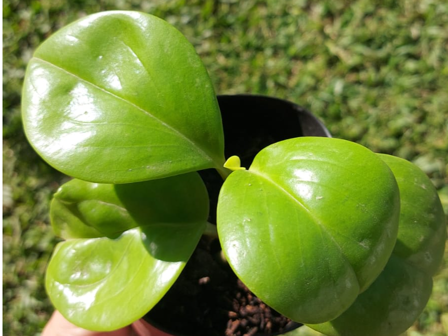 Peperomia obtusifolia 'Lemon' - Peperomia Lemon