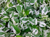 Epipremnum aureum N’JOY - Potus Variegado Blanco