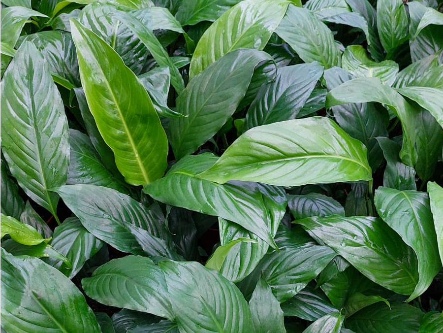 Spathiphyllum - Cuna de Moisés
