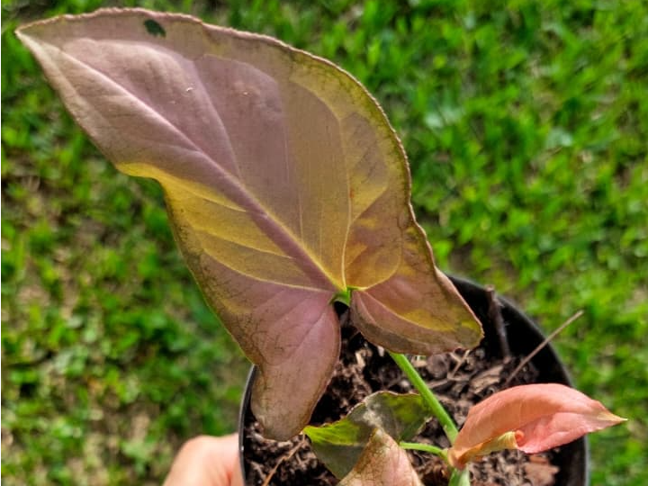 Syngonium podophyllum 'Pink' - Singonio Pink