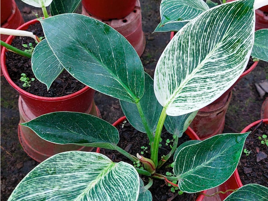 Philodendron Birkin - Filodendro Birkin