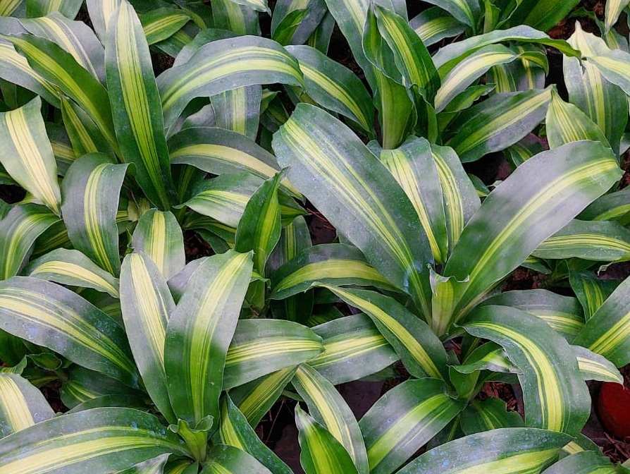 Dracaena fragrans - Palo de Agua o Brasil