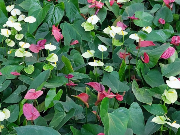 Anthurium andraenum
