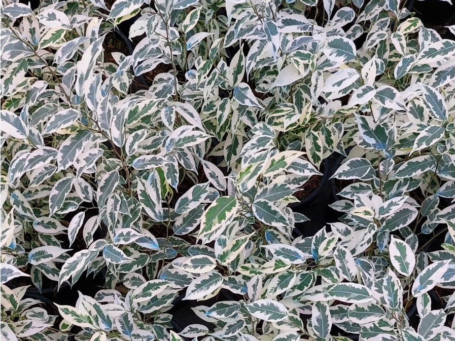 Ficus benjamina Starlight - Ficus Starlight
