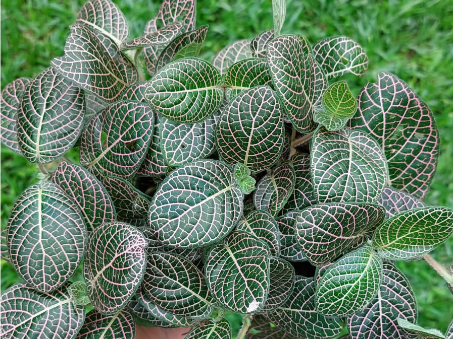 Fittonia verschaffeltii