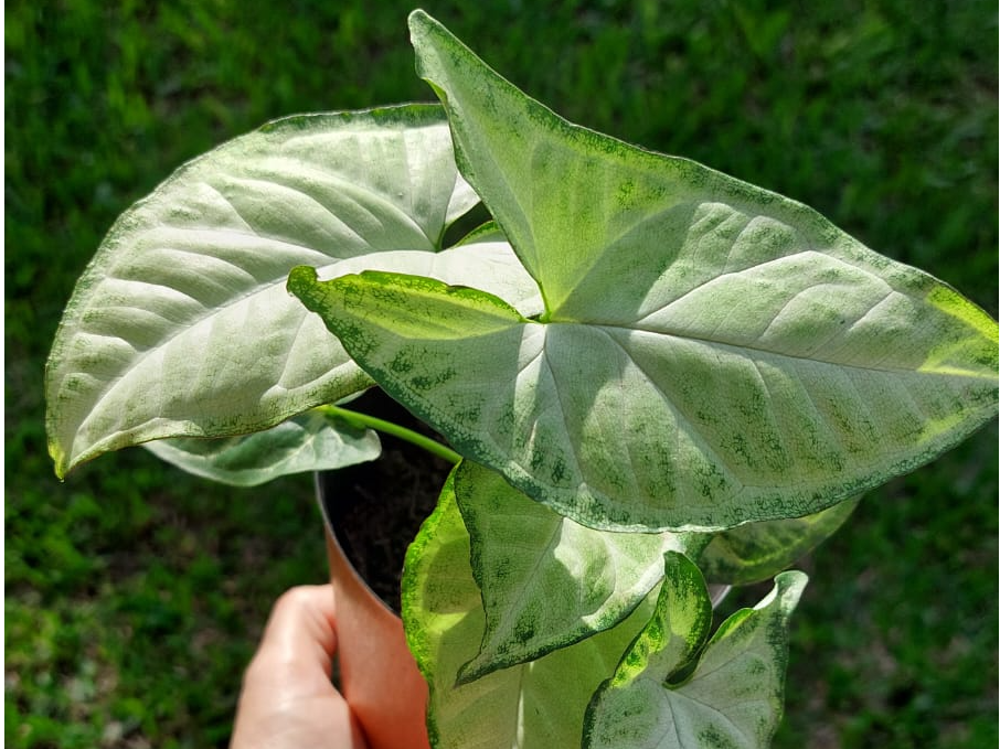Syngonium podophyllum 'Butterfly' - Singonio
