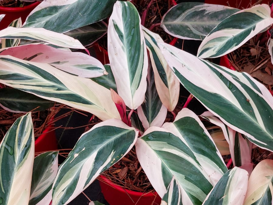 Stromanthe Triostar (Calathea Triostar)