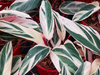 Stromanthe Triostar (Calathea Triostar)
