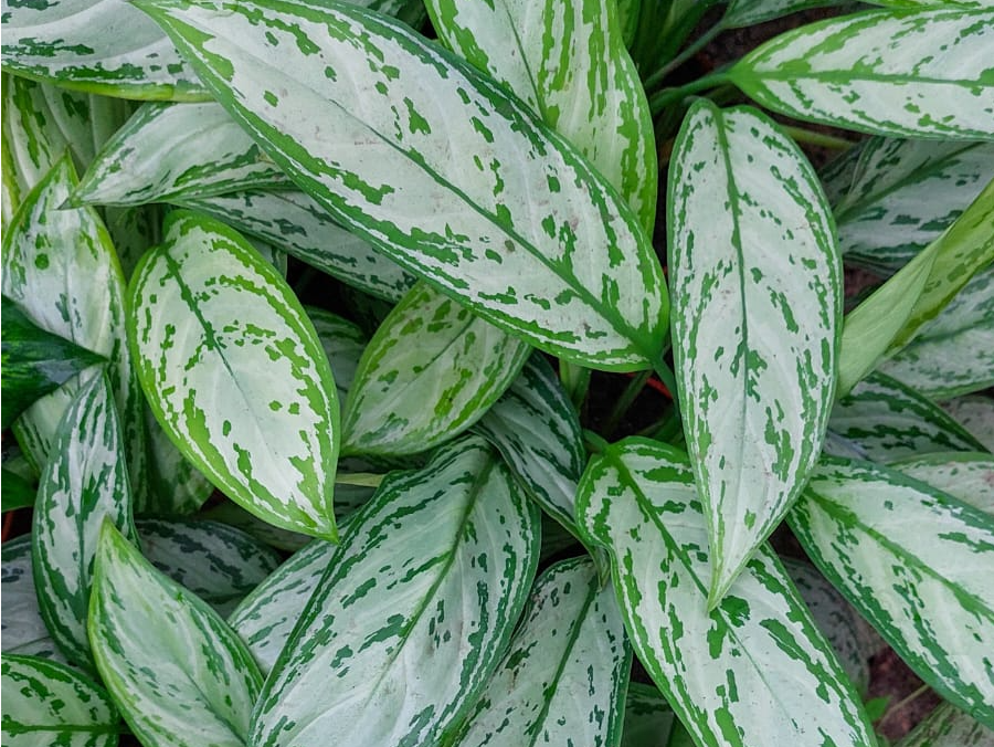 Aglaonema Silver Queen