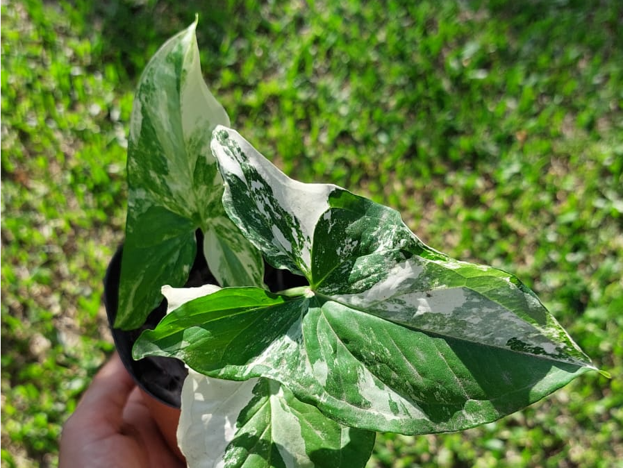 Syngonium podophyllum 'Albo Variegata' - Singonio Albo Variegata