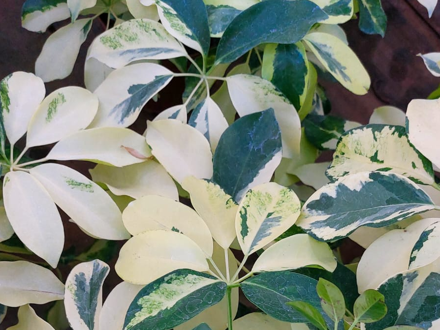 Schefflera arboricola - Aralia variegada