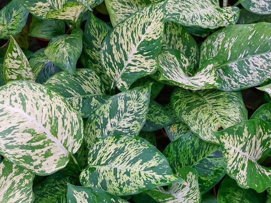 Dieffenbachia - Caña Tonta (Lotería)