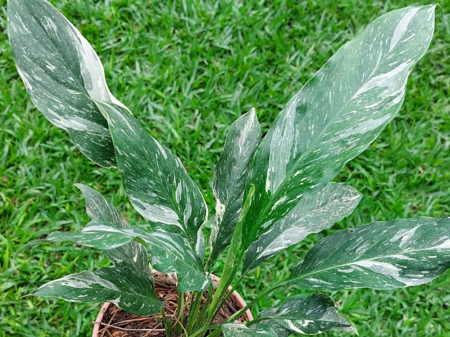 Spathiphyllum Diamond Variegata - Cuna de Moisés Variegada