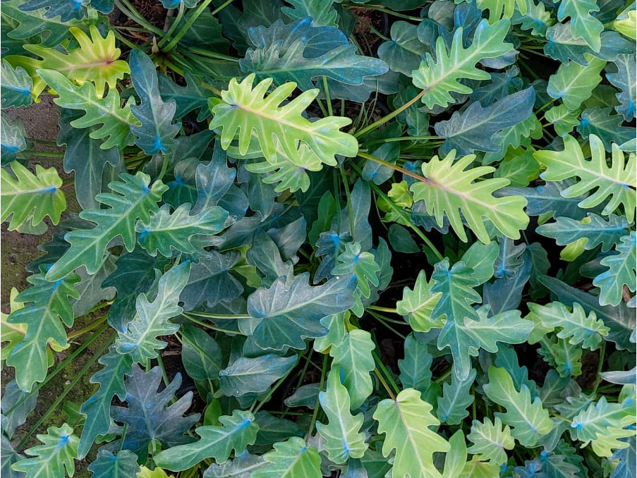 Philodendron xanadu - Elegans