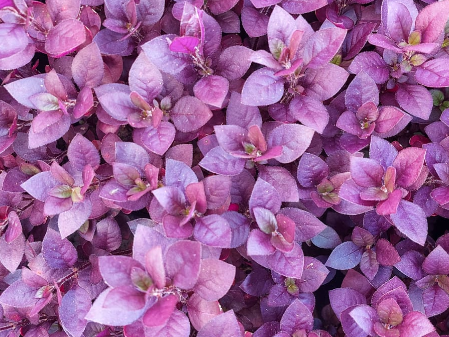 Alternanthera