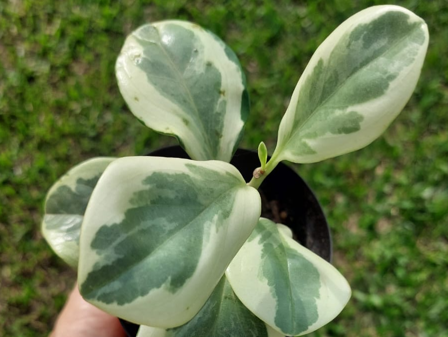 Peperomia obtusifolia variegada