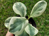 Peperomia obtusifolia variegada