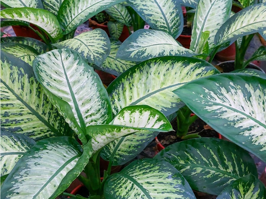 Dieffenbachia Gigante