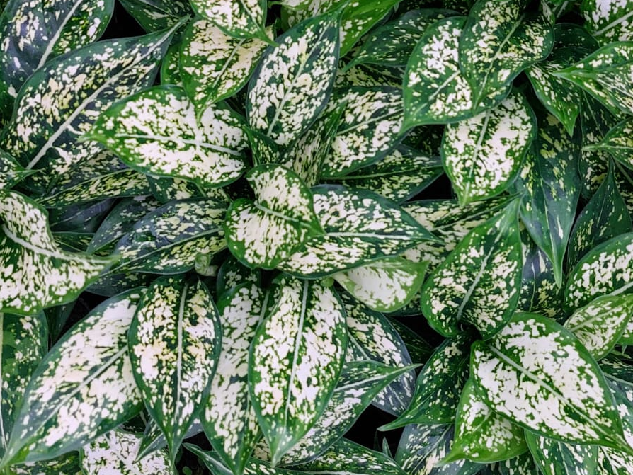 Aglaonema Snow White