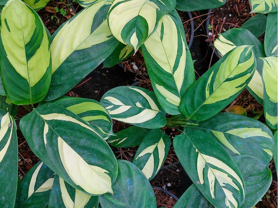 Ctenanthe lubbersiana - Mosaico Dorado