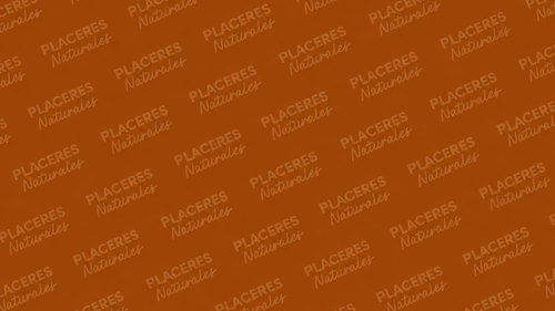 GALLETAS ARTESANALES VEGANAS