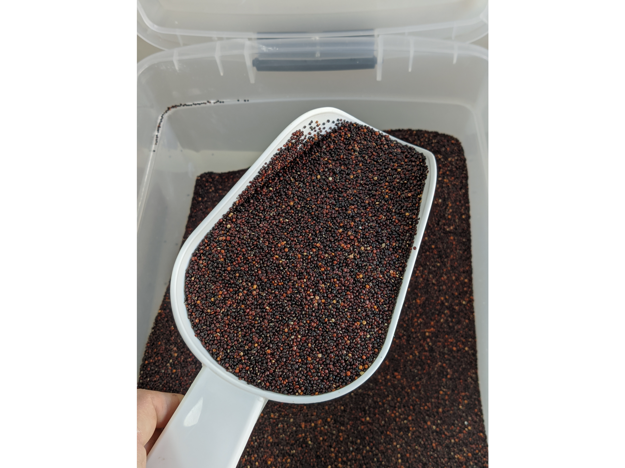 SEMILLAS DE QUINOA NEGRA