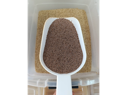SEMILLA DE PSYLLIUM