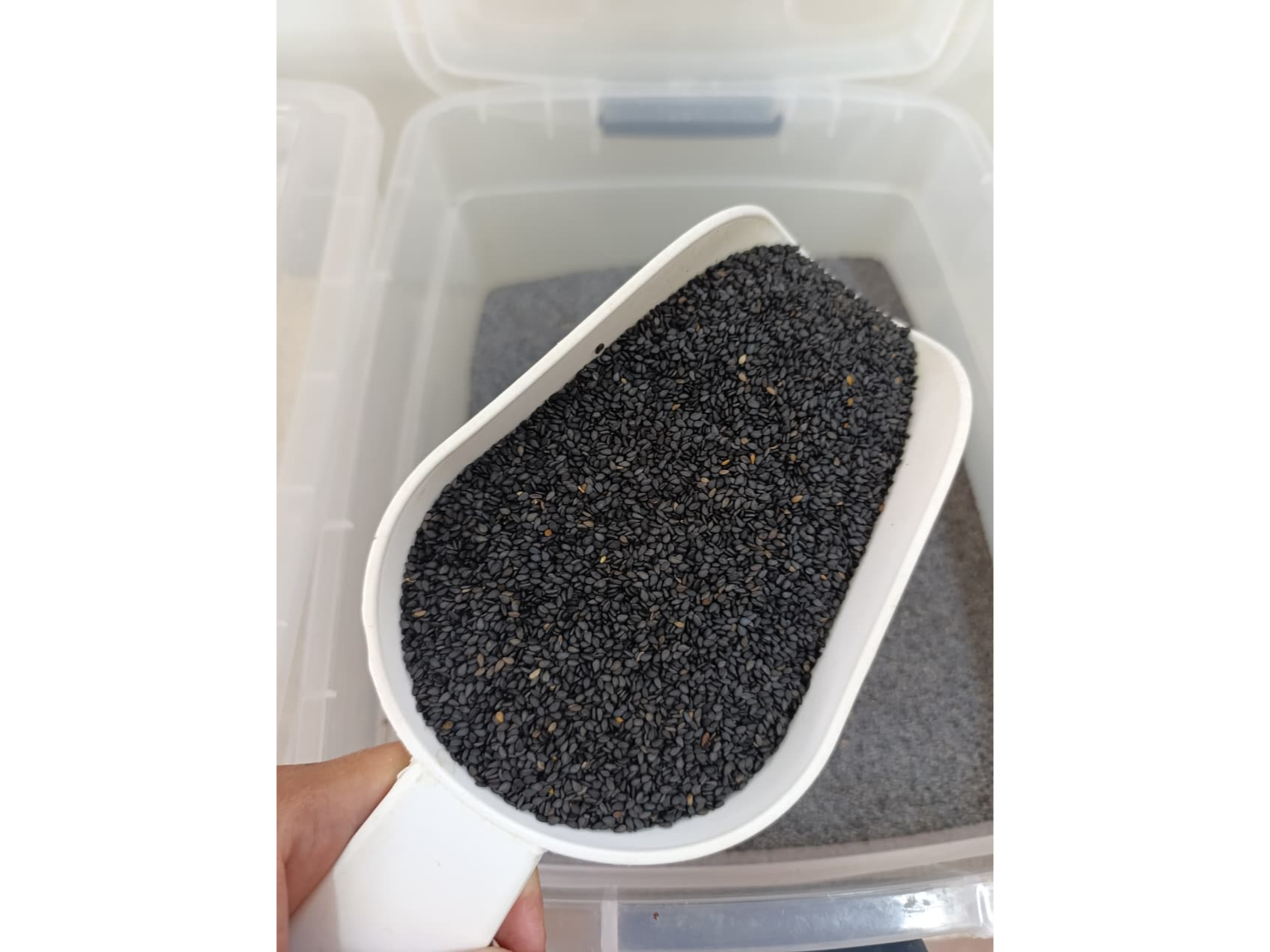 SEMILLA DE SÉSAMO NEGRO