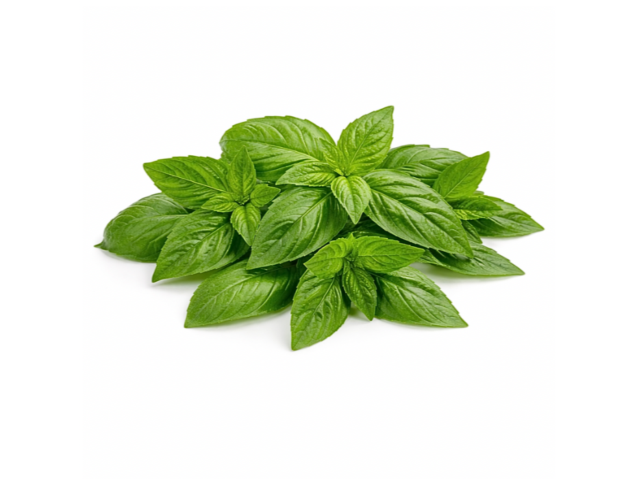 Albahaca