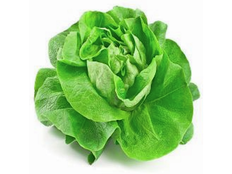 Lechuga