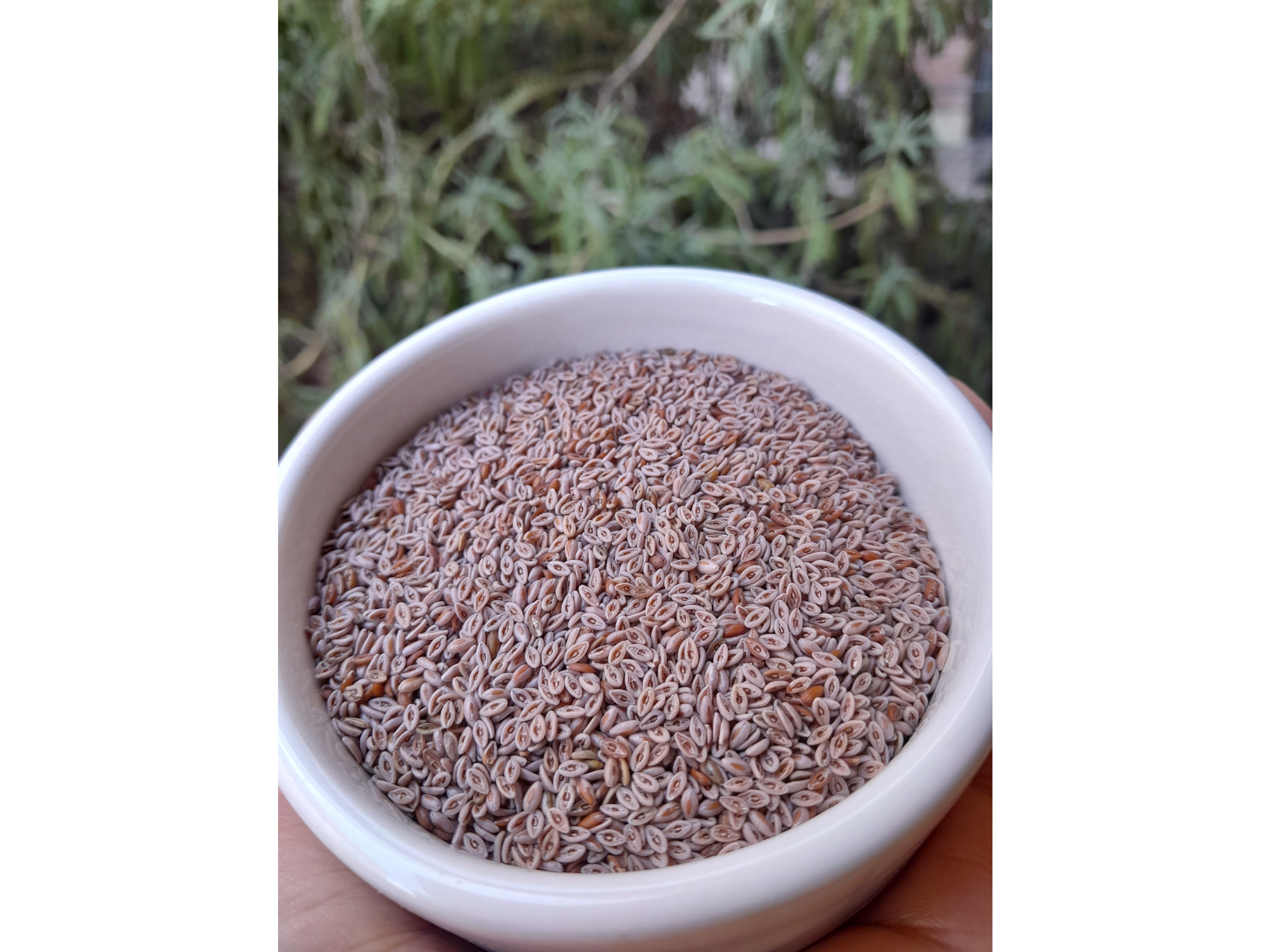 Semillas de psyllium