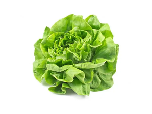 Lechuga Mantecosa de marketexpressautoservicio