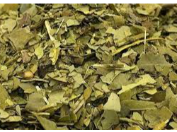Yerba ajedrez