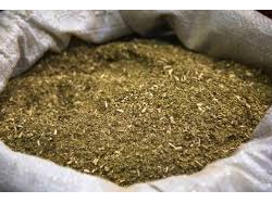 Yerba tucangua