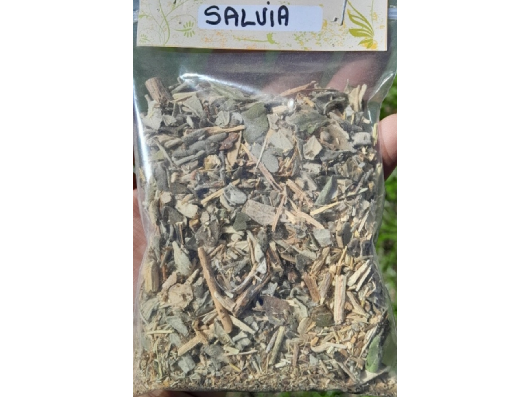 Salvia