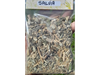 Salvia